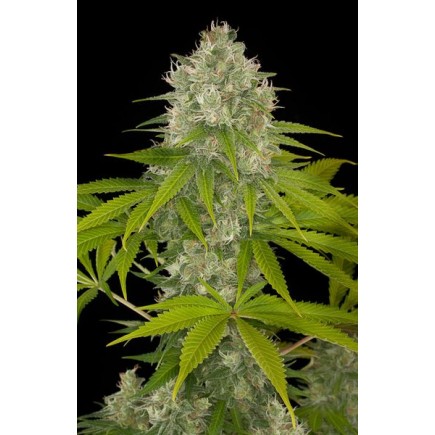 Power Kush